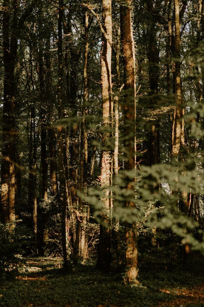 mariage elopement foret automne