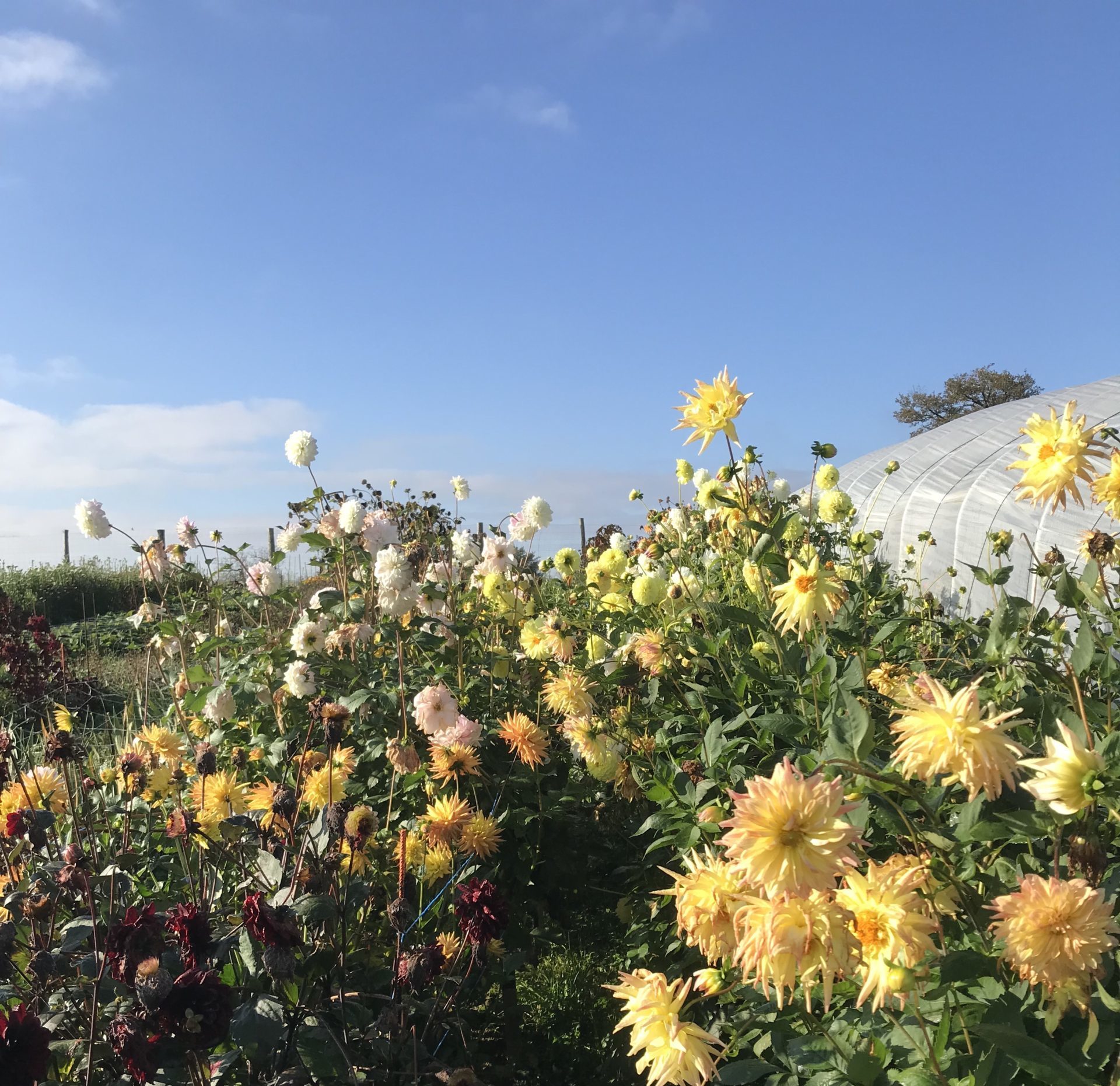 ferme florale workshop les batisses atelier aimer