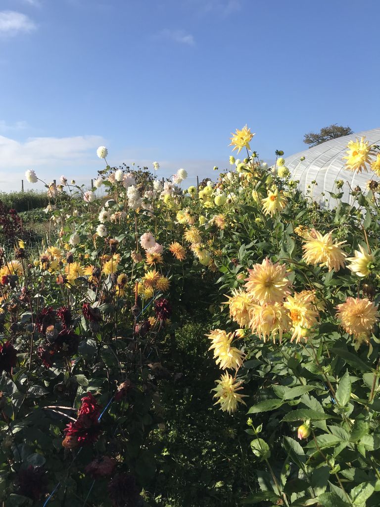 ferme florale workshop les batisses atelier aimer